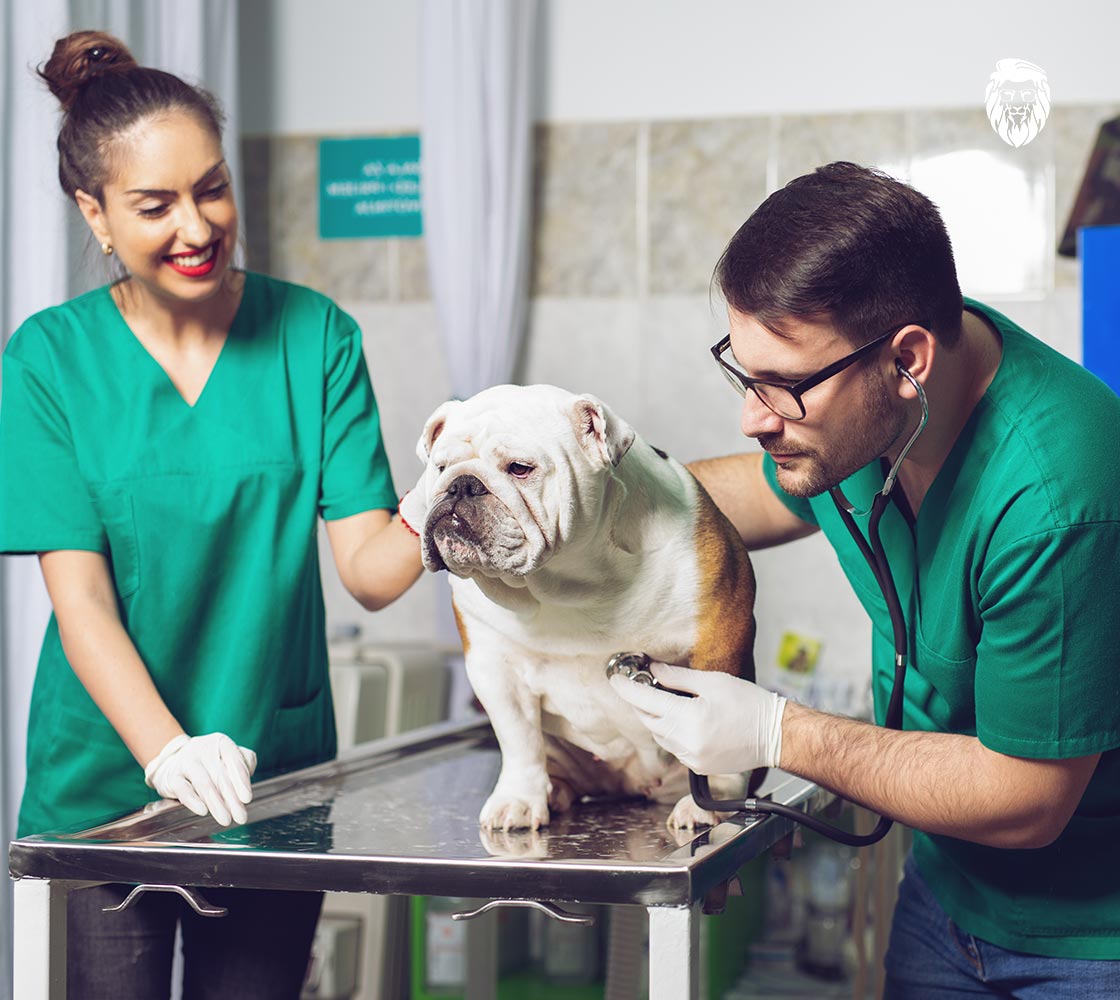 Pet Clinics, Vet Hospitals